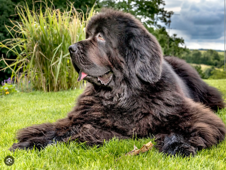 Dog Poop Pickup in Augusta Michigan