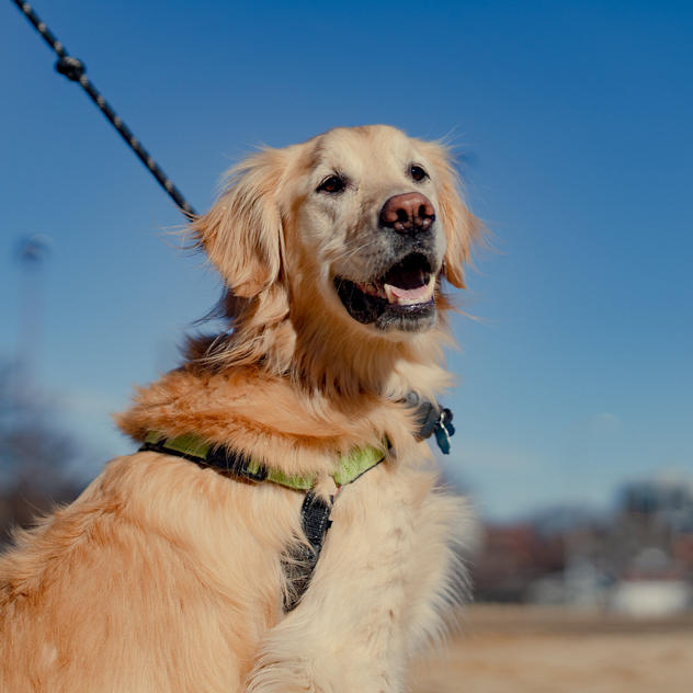 Dog Poop Pickup in Augusta Michigan